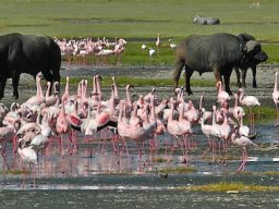 Lake Nakuru
